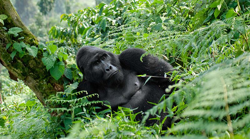 Dominant male gorilla in Bwindi Impenetrable Rainforest National Park, Uganda