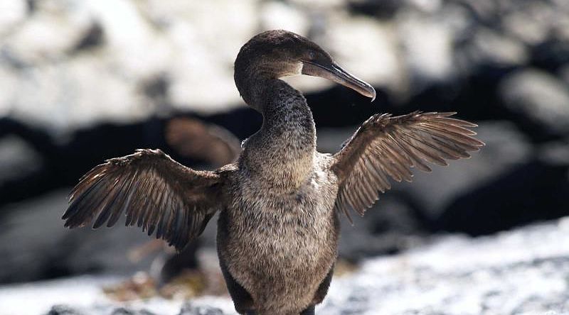 Cormorant bird at the Galapagos Islands