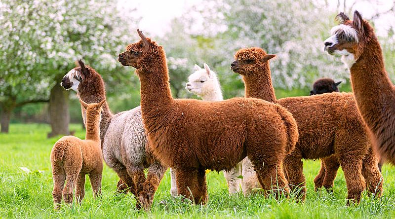Llamas in Peru Llamas in Peru