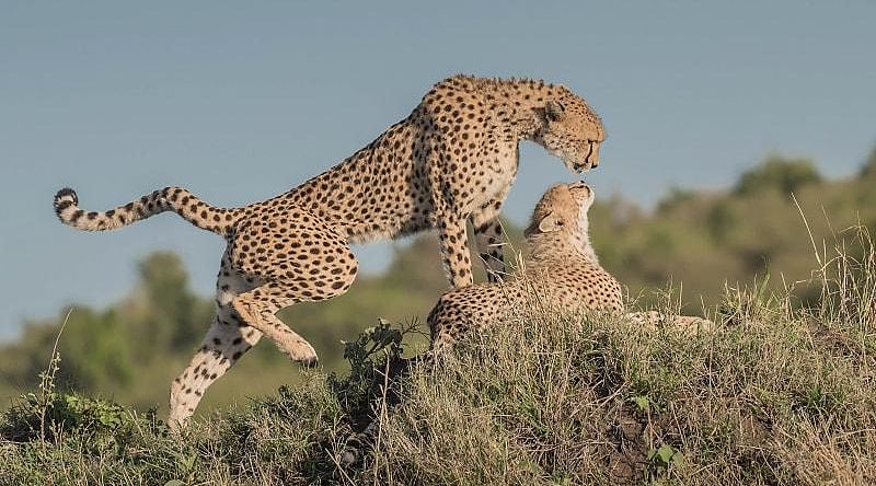 Two cheetahs in Masai Mara National Park, Kenya Two cheetahs in Masai Mara National Park, Kenya