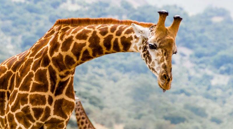 Giraffe in Akagera National Park in Rwanda