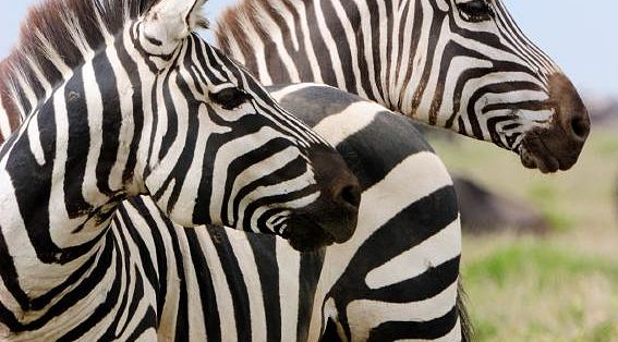Zebras in the African Savanna Zebras in the African Savanna
