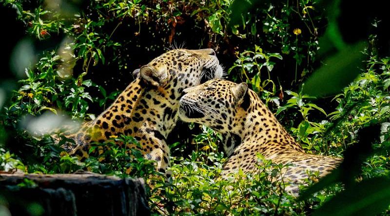 Two jaguars in the Belize zoo.