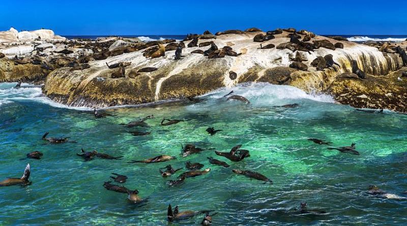 An abundance of seals at Duiker Island, Africa