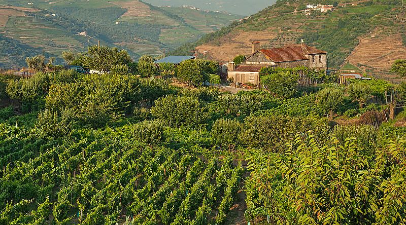 Immerse yourself in the atmosphere of the old vineyards of the Douro Valley, which have changed little since the 18th century.