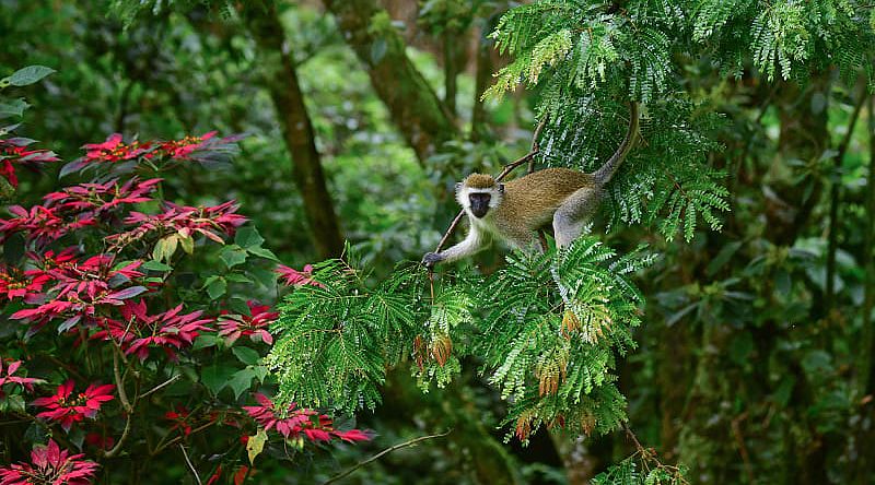 Monkey Vervet in the wild in Rwanda, Africa