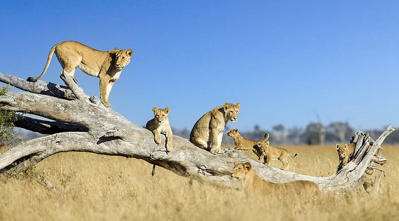 Lioness and cubs climbing on toppled dead acacia tree in Savuti marsh in Chobe National Park, Botswana.