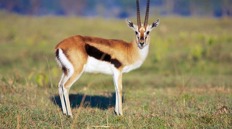 Gazelle in the African saavanna Gazelle in the African saavanna