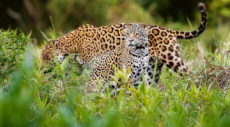 Jaguar in natural habitat of the Pantanal, Brazil