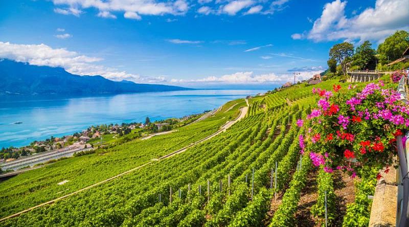 Rows of vineyard terraces in famous Lavaux wine region, Switzerland