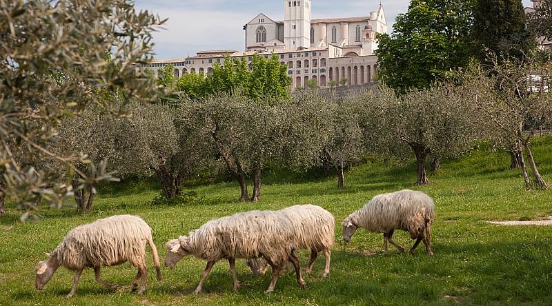 Follow in the footsteps of the revered St. Francis of Assisi in his home town Follow in the footsteps of the revered St. Francis of Assisi in his home town