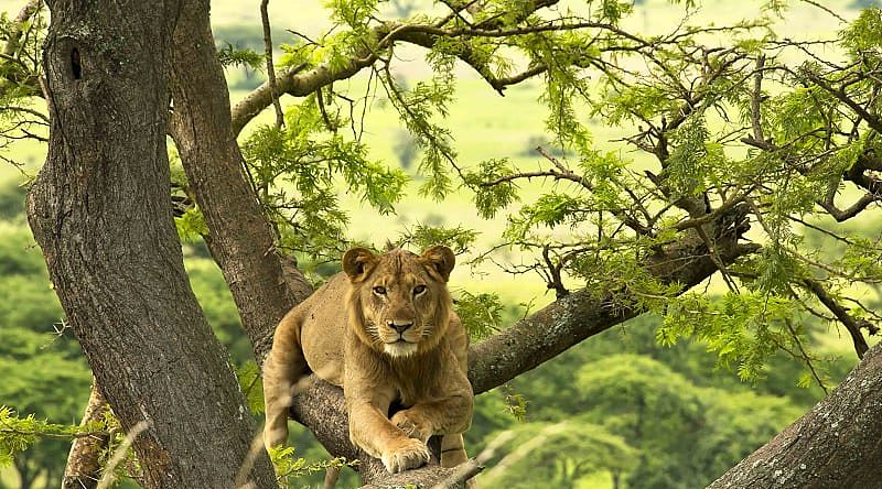 Lion in Uganda Lion in Uganda