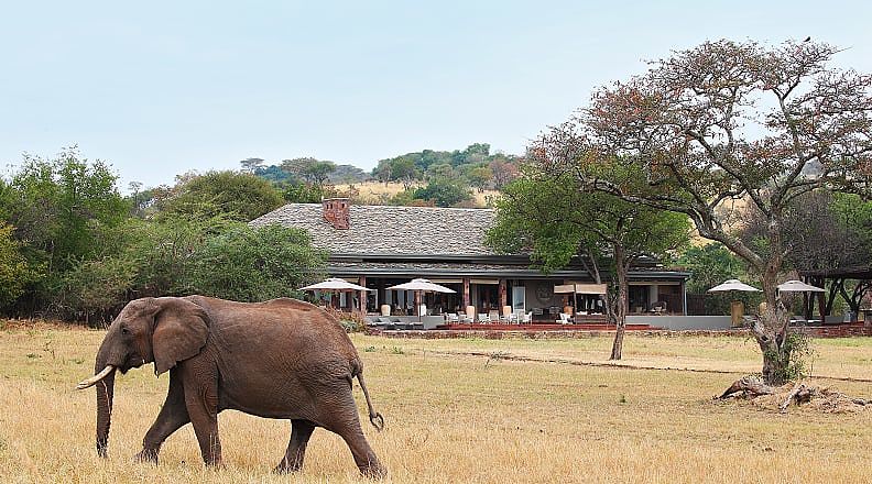 Singita Serengeti House in Grumeti, Tanzania Elephant walking on lawn of luxury lodge in Serengeti