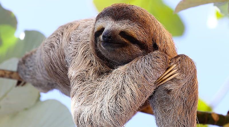 Meet sloths on a morning adventure through the forests of Costa Rica. Meet sloths on a morning adventure through the forests of Costa Rica