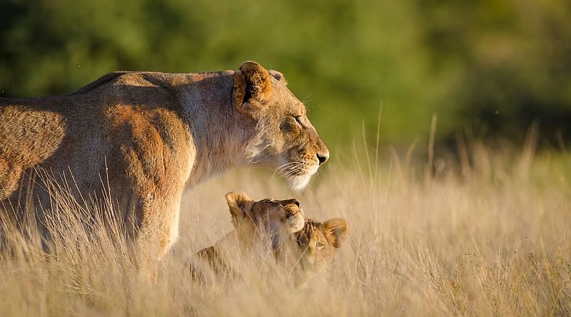 Lioness and two cubs in South Africa