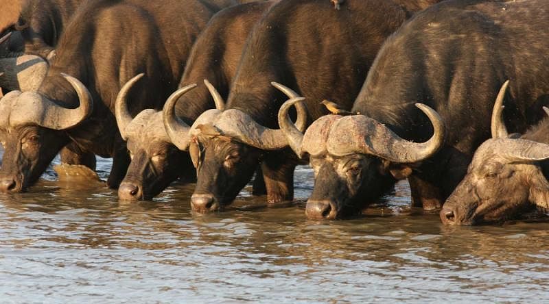 Buffalo at waterhole Buffalo at waterhole