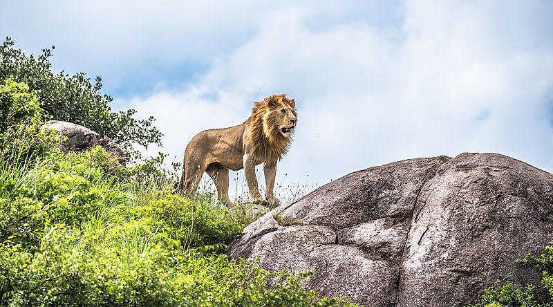 Lion in Serengeti National Park, Tanzania.