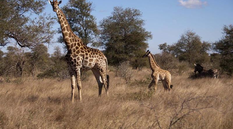 Giraffes at Sabi Sands Game Reserve in South Africa.