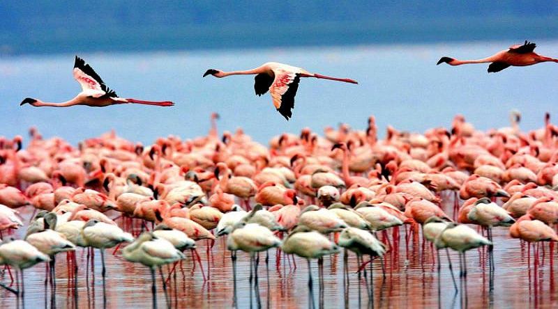 Flock of flamingos by Lake Manyara in Tanzania Flock of flamingos by Lake Manyara in Tanzania