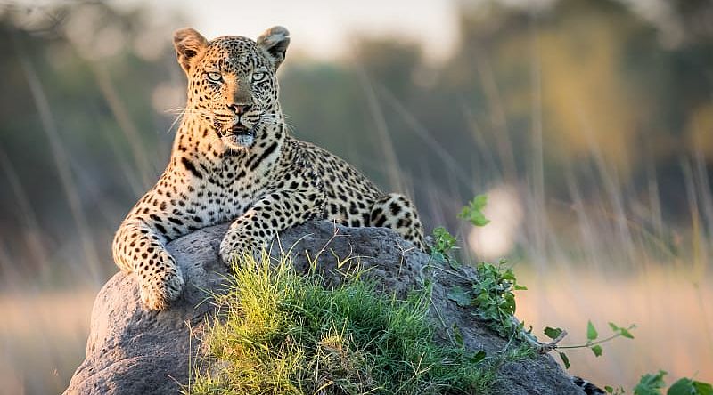 Leopard reclining on top of termite mound in the Okavango Delta, Botswana