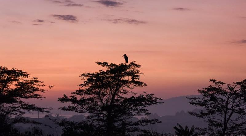 Stork bird standing on tree top at sunset