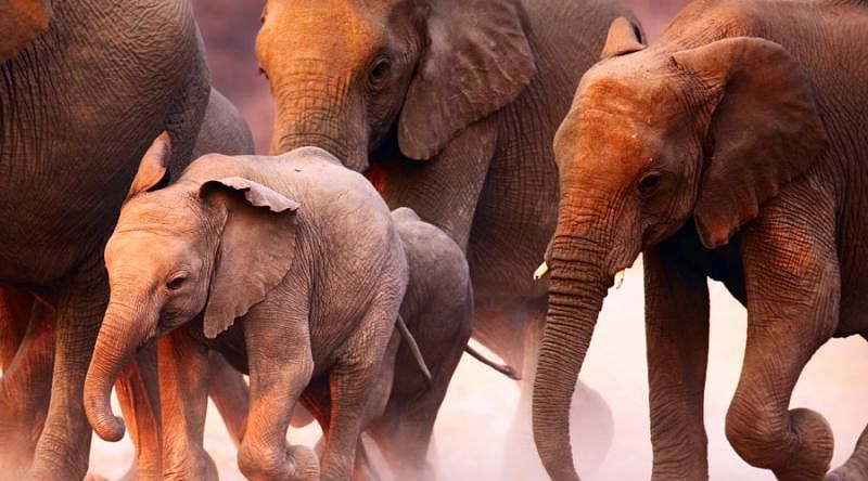 Elephant herd on the run