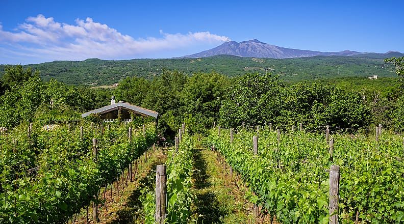 Vineyards in Sicily with Mt. Etna in the background