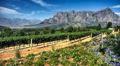 Vineyard in Cape Town, South Africa