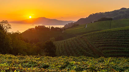 Vineyards at sunrise in Basque, Spain