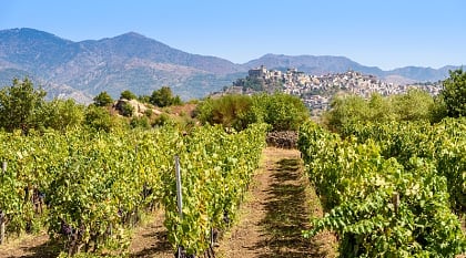 Vineyards in Sicily, Italy