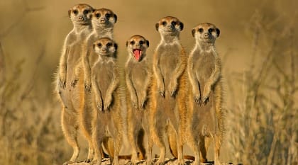 Meerkat family in the savanna