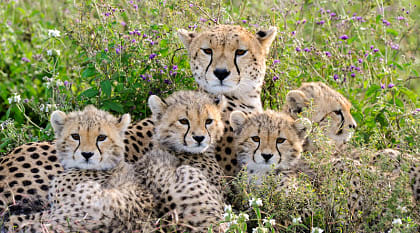 Mother cheetah with her cubs in Tanzania