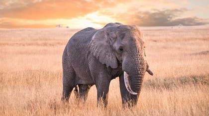 Elephant in Serengeti National Park, Tanzania
