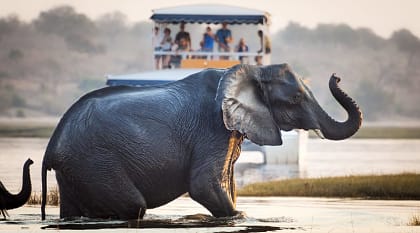Elephant crossing a river at Chobe National Park in Botswana 