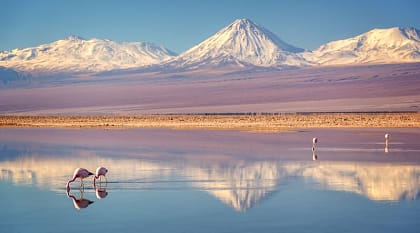 Pink flamingos in Chaxa Lagoon, Atacama, Chile