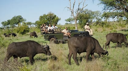 Safari for seniors in Kruger National Park, South Africa