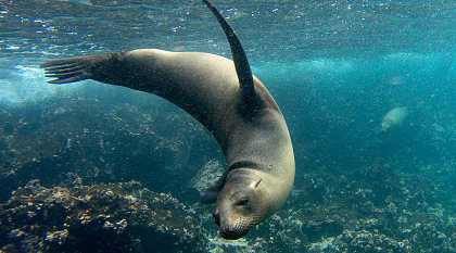 Sea lion playing in the Galapagos Islands