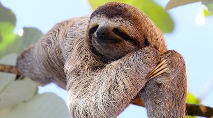 Meet sloths on a morning adventure through the forests of Costa Rica