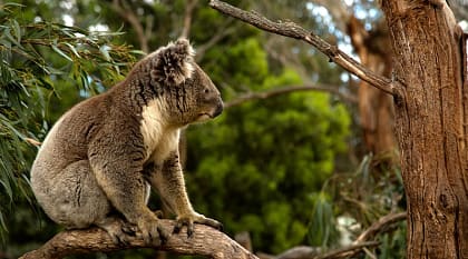 Koala in a tree, Australia