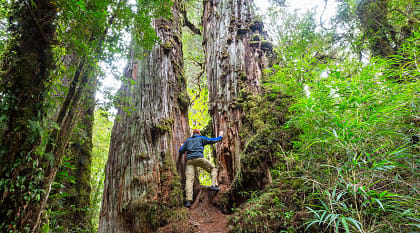 Pumalin Park, Chile Hiking the verdant forests in Pumalin Park, Chile