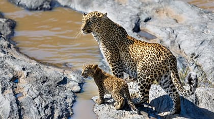 Leopard and her cub on the stones of the Olare Orok River in Kenya