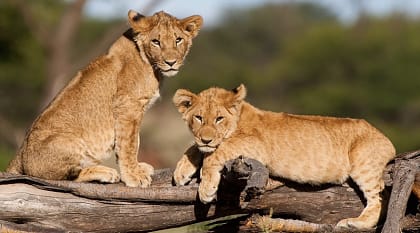 Lions cubs in the savanna in Kenya