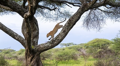Leopard running down tree in Tanzania
