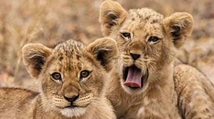 Lion cubs in the African savanna