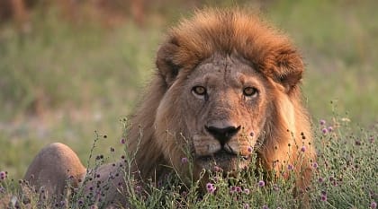 Male lion resting in the rays of the setting sun, Moremi Game Reserve, Botswana