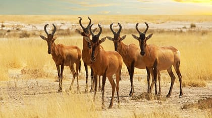 Sabi Sabi Private Game Reserve, South Africa