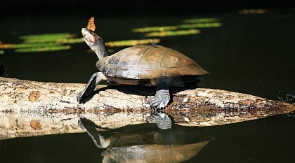 Butterfly on the nose of a turtle in the Amazon Rainforest of Peru.
