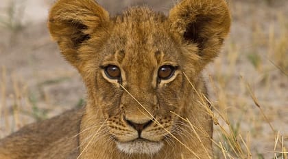 Lion cub in the African savanna