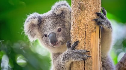 Wildlife of Australia & New Zealand 2-Week Tour