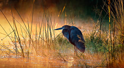 Goliath heron bird by river in Africa